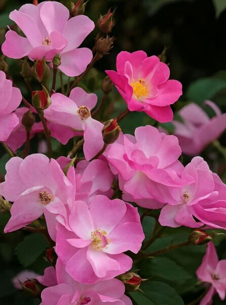 Bodendeckerrose „Lavender Dream“ (Rosa „Lavender Dream®“) mit rosa, einfachen Blüten und gelben Staubgefäßen am Strauch.
