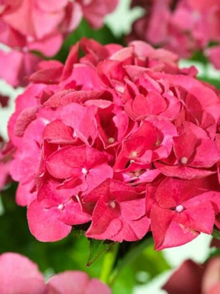 Bauern-Hortensie 'Masja' ('Sybilla') / Hydrangea macrophylla 'Masja' ('Sybilla')