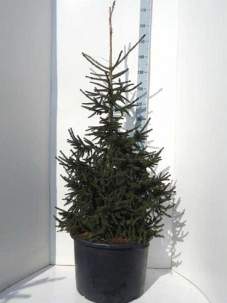 Picea orientalis 'Aureospicata' / Goldspitzenfichte 125-150 cm C50, aufrecht wachsender Nadelbaum im Container mit kegelförmiger Krone