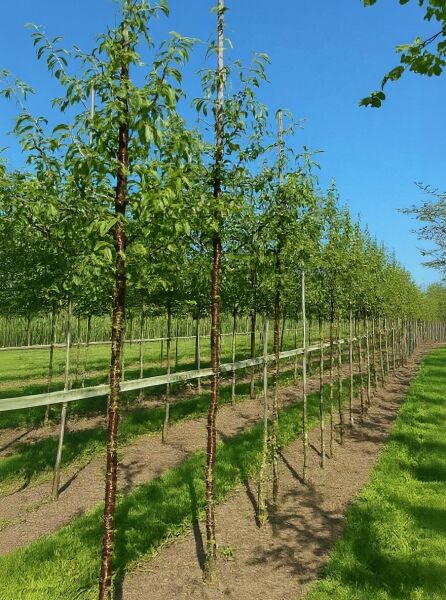 Prunus serrula (Mahagoni-Kirsche, Tibetanische Berg-Kirsche) Hochstamm 12-14 StU mit Drahtballen, Baumreihe im Feld