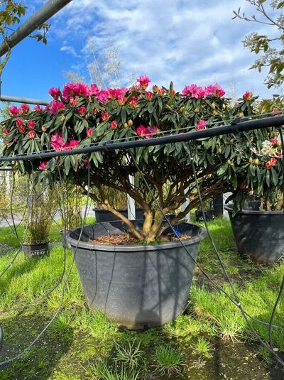 Rhododendron &#039;Schirmform&#039; H: 160 cm B: 200 cm (546134) / Rhododendron yakushimanum Schirmform