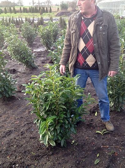 Prunus laurocerasus 'Elly' / Kirschlorbeer 'Elly' 60-80 cm m. B., immergrüner Strauch mit glänzenden, lanzettlichen Blättern