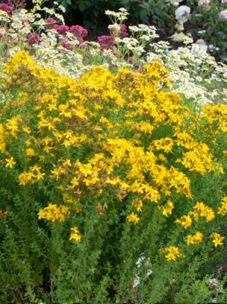 Tüpfel-Johanniskraut / Echtes Johanniskraut / Tüpfel-Johanniskraut / Echtes Johanniskraut