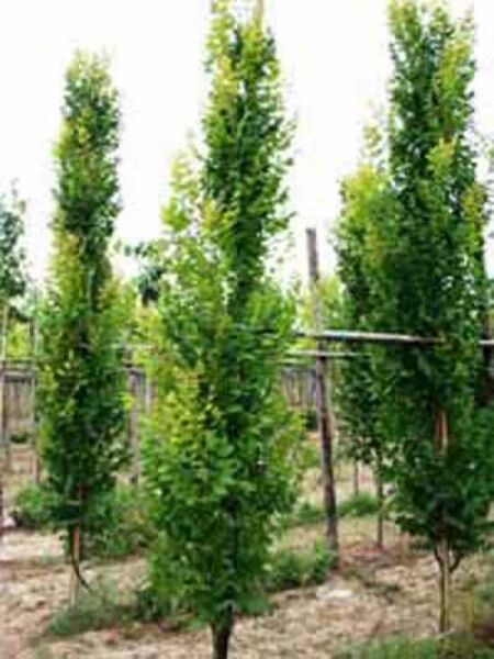 Säulen-Blasenesche / Säulen-Blasenbaum / Koelreuteria paniculata 'Fastigiata'