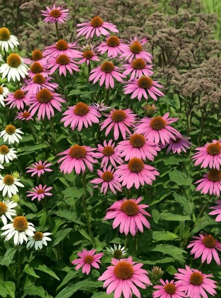 Roter Sonnenhut 'Rubinstern' (Echinacea purpurea 'Rubinstern') mit purpurrosa Blüten und orangebraunen Blütenkörben.