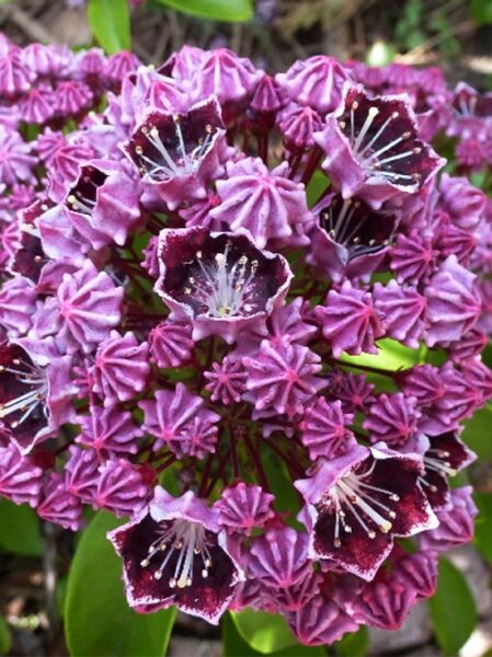 Kalmia latifolia 'Latchmin' / Lorbeerrose 'Latchmin' / Berglorbeer 'Latchmin'