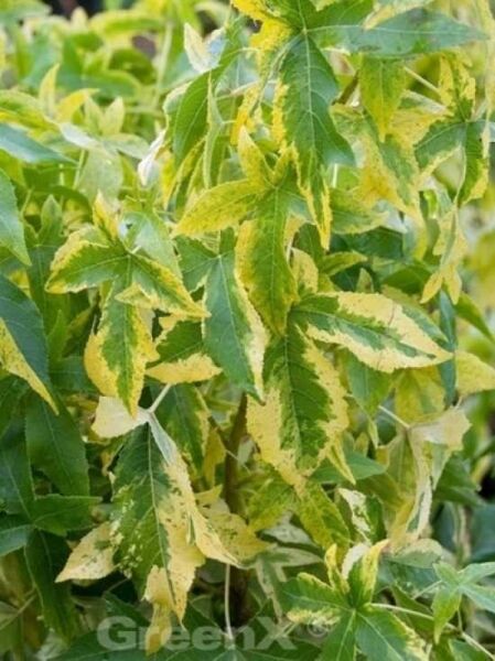 Gelblaubiger Amberbaum / Liquidambar styraciflua 'Aurea'
