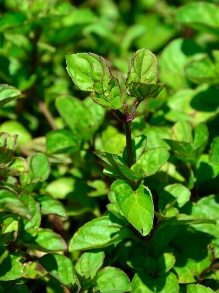 Frucht Minze 'Eau de Cologne' / Mentha x piperita ssp. citrata 'Eau de Cologne'