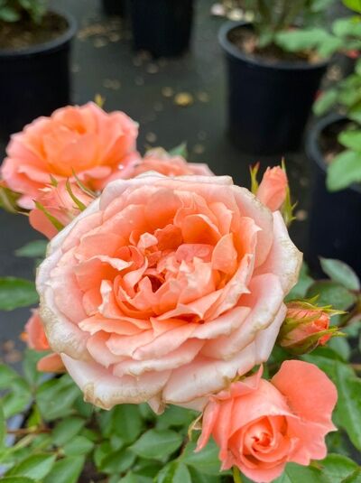 Zwergrose Rosa 'Flower Power' mit lachsfarbenen, dicht gefüllten Blüten und Knospen am grünen Laub