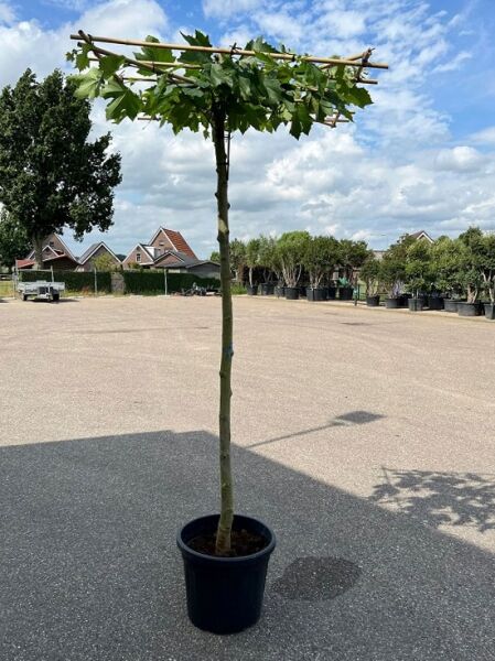 Platanus acerifolia 'Dachform' (Dach-Platane), Hochstamm im Container mit flacher, waagerecht erzogener Krone am Holzspalier.