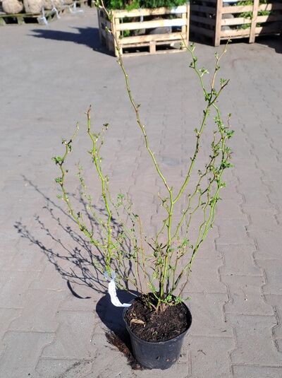 Rosa multiflora (Vielblütige Rose/Büschelrose) 60-100 cm C3, mehrtriebige Rose im Container mit langen grünen Ruten.