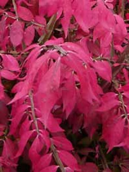 Euonymus alatus 'Compactus' Stämmchen / niedriger Spindelstrauch