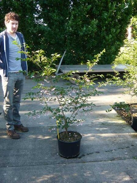 Japanischer Storaxbaum Styrax japonicus 'Pink Chimes', 60–80 cm im C20-Topf, mehrstämmig mit grünen Blättern und rosa Blüten.