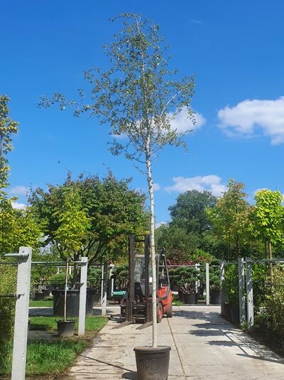 Populus balsamifera / Balsam-Pappel