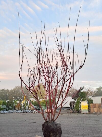 Purpur-Hartriegel (Cornus alba 'Sibirica' / 'Baton Rouge') 150-175 cm m. B., mehrtriebiger Strauch mit roten Ruten im Ballen