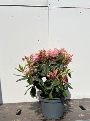 Rhododendron 'Kerstine' - Rhododendron yakushimanum 'Kerstine' - Baumschule  NewGarden