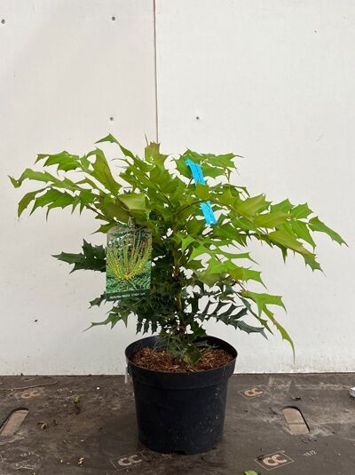 Mahonia media 'Winter Sun' / Mahonie 'Winter Sun' 40-50 cm C3, immergrüner Strauch im Pflanztopf mit gezähnten grünen Blättern