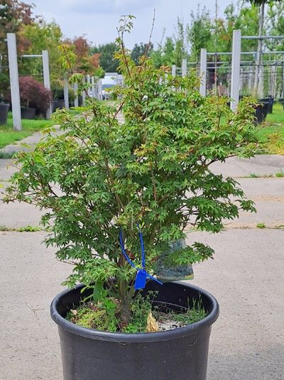 Japanischer Fächer-Ahorn Acer palmatum 'Murasaki Kiyohime' 60-80 cm im Container, mehrstämmige Pflanze mit grünem Laub.