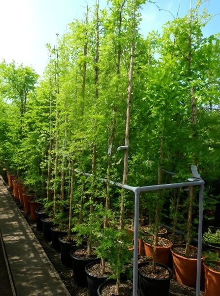 Wisteria floribunda 'Shiro Kapitan Fuji' / Japanischer Blauregen 'Shiro Kapitan Fuji' 250-300 cm C12, Pflanze im Container mit Rankstäben