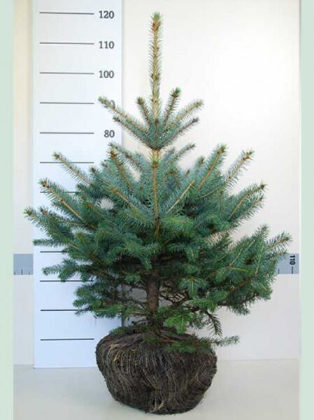 Picea pungens 'Blue Diamond' / Kegel-Blaufichte