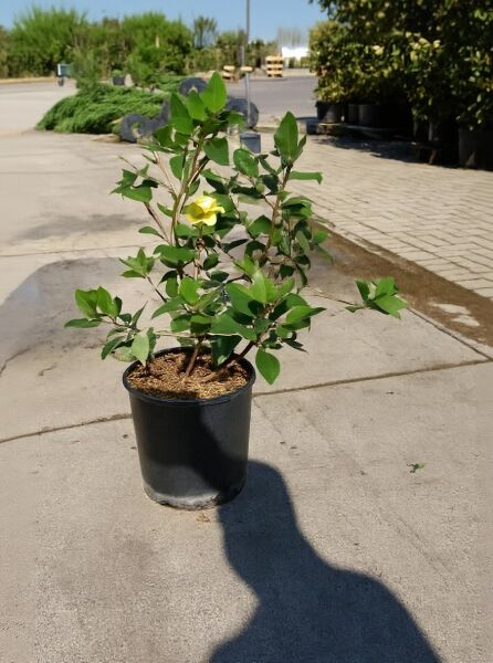 Rhaphiolepis indica 'Coates Crimson' / Japanische Weißdolde 'Coates Crimson' im Topf, 50–60 cm, C10, mit grünem Laub