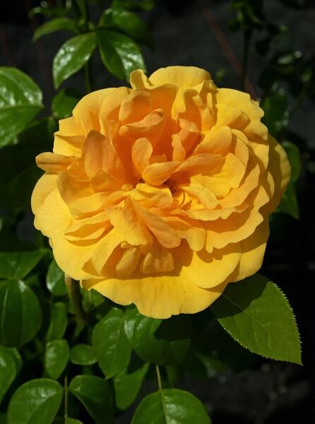 Beetrose Rosa 'Bernstein Rose ®' mit gefüllter, gelb-orangefarbener Blüte und grünem Laub im Detail.