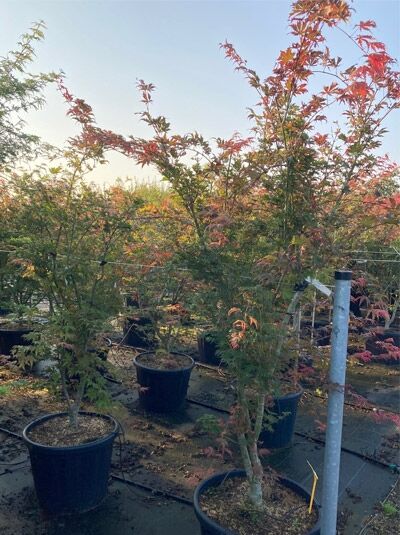 Acer palmatum 'Ariadne' / Fächerahorn ‘Ariadne‘ im Topf, 150–175 cm, C35, mit fein gelappten rötlichen Blättern.