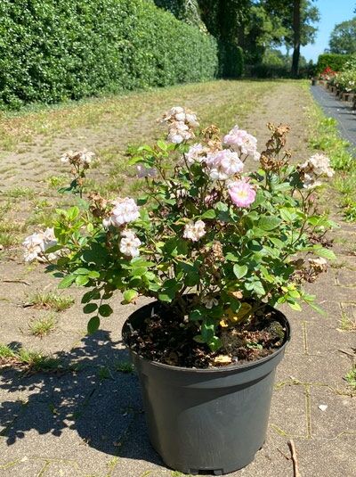 Kletterrose Rosa 'Perennial Blush' C5 im Topf mit zartrosa Blüten und grünem Laub