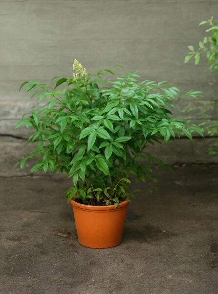 Nandina domestica 'Compacta' / Himmelsbambus 'Compacta' im Topf, 40-50 cm, C10, grünes Laub und Blütenansatz.