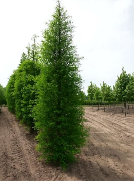 Taxodium distichum / Sumpf-Zypresse 500-600 cm m. Db., aufrechter Baum mit dichtem, grünen, nadelartigem Laub in Baumschule.