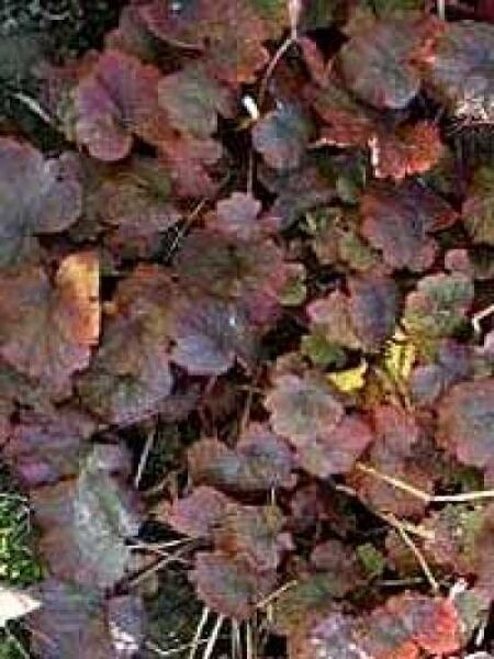 Falsche Alraunwurzel 'Rubra' / Tellima grandiflora 'Rubra'