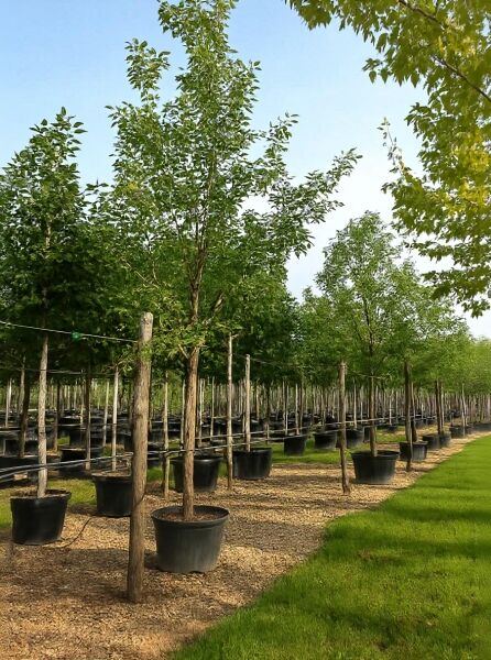 Prunus serrulata 'Ukon' / Japanische Zierkirsche 'Ukon' Hochstamm 20-25 StU im Container in Baumschulreihe mit Stützpfahl