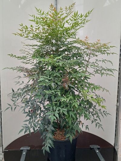 Heiliger Bambus / Himmelsbambus - Nandina domestica