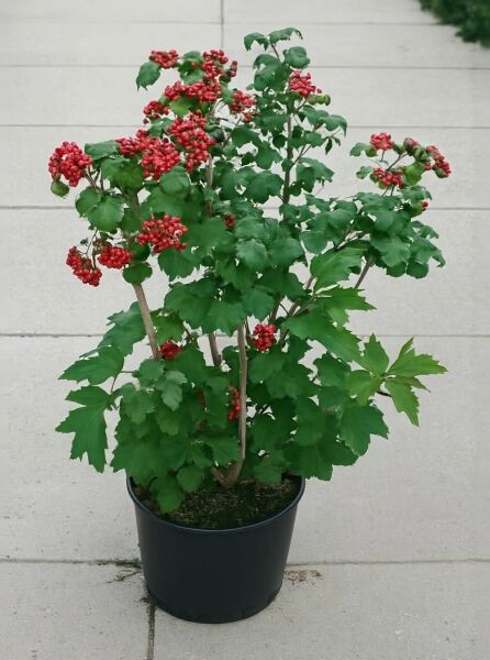 Viburnum opulus 'Compactum' / Zwerg-Schneeball 'Compactum' 80-100 cm C7 im Topf mit roten Beeren und grünem Laub