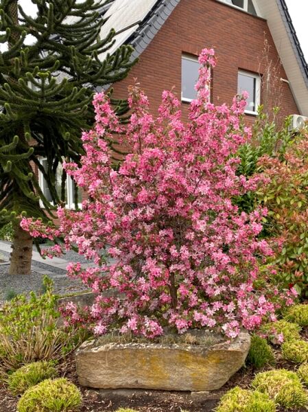 Zierapfel 'Liset' / Zierapfel 'Liset'