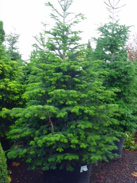 Nordmanns-Tanne / Kaukasus-Tanne / Nordmanns-Tanne / Kaukasus-Tanne