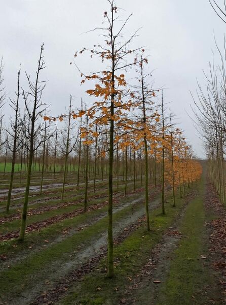 Parrotia persica 'Vanessa' / Eisenholzbaum 'Vanessa' Hochstamm 18-20 StU mit Drahtballen, Baum mit Herbstlaub in Reihe