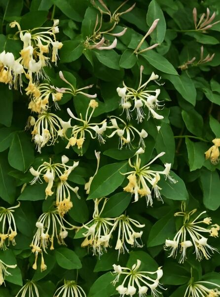 Lonicera periclymenum (Wald-Geißblatt) mit weißen bis cremegelben, röhrenförmigen Blüten und grünem Laub