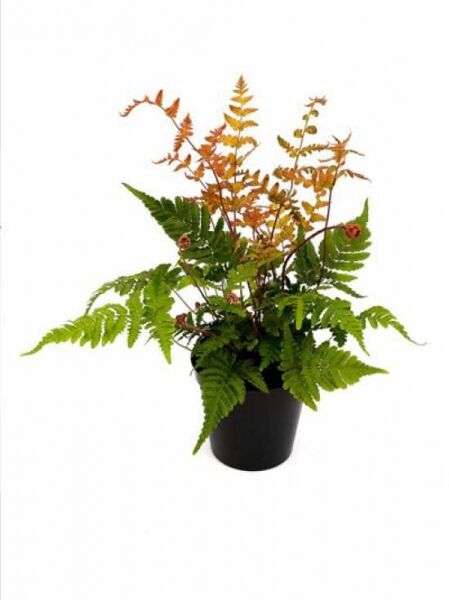 Dryopteris erythrosora (Rotschleierfarn) C1 im schwarzen Topf, grüne Wedel mit rötlich-braunen Austrieben.