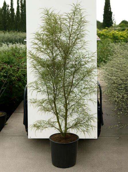 Farnblättriger Faulbaum (Frangula alnus 'Asplenifolia') 100-125 cm C20, mehrtriebiger Strauch im Topf mit feinen Blättern