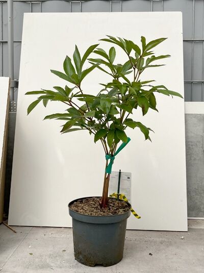 Edel-Pfingstrose 'Sarah Bernhardt' - Paeonia lactiflora 'Sarah Bernhardt'