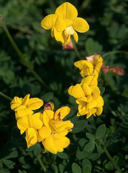 Gefülltblühender Hornklee 'Pleniflorus' / Gefülltblühender Hornklee 'Pleniflorus'