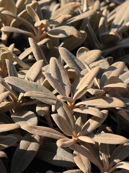 Rhododendron 'Silvervelours' - Rhododendron pachysanthum 'Silvervelours'