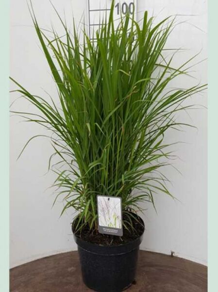 Chinaschilf 'Purpurascens' / Chinaschilf 'Purpurascens'