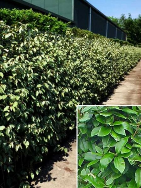 Wintergrüne Ölweide / Fertighecke / Heckenelement / Wintergrüne Ölweide / Fertighecke / Heckenelement