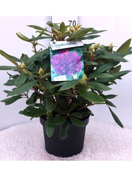 Rhododendron Hybride 'Marcel Menard' / Rhododendron 'Marcel Menard' 50-60 cm C10, Topfpflanze mit dunkelgrünen Blättern und Knospen