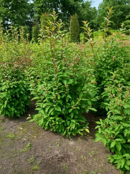 Viburnum bodnantense 'Charles Lamont' / Winter-Schneeball 'Charles Lamont' 125-150 cm m. B., belaubter Strauch im Beet