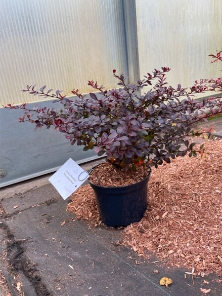 Zwerg-Blut-Berberitze (Berberis thunbergii 'Atropurpurea Nana') 25–30 cm C3 im Topf, dunkelpurpurnes Laub, kompakter Wuchs.