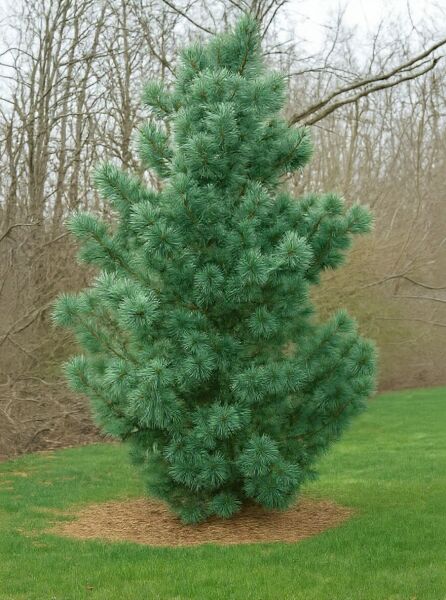 Pinus koraiensis 'Glauca' (Blaue Korea-Kiefer), junger Nadelbaum mit blaugrünen Nadeln und dichtem, aufrechtem Wuchs