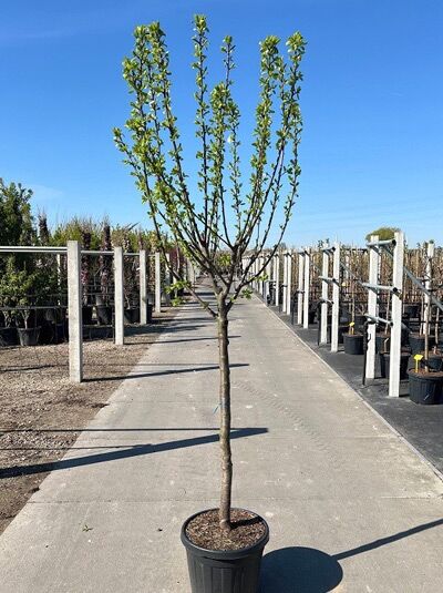 Prunus domestica 'Opal' / Pflaume 'Opal' Halbstamm 12-14 StU im Container, junger Baum mit verzweigten Trieben und grünem Laub